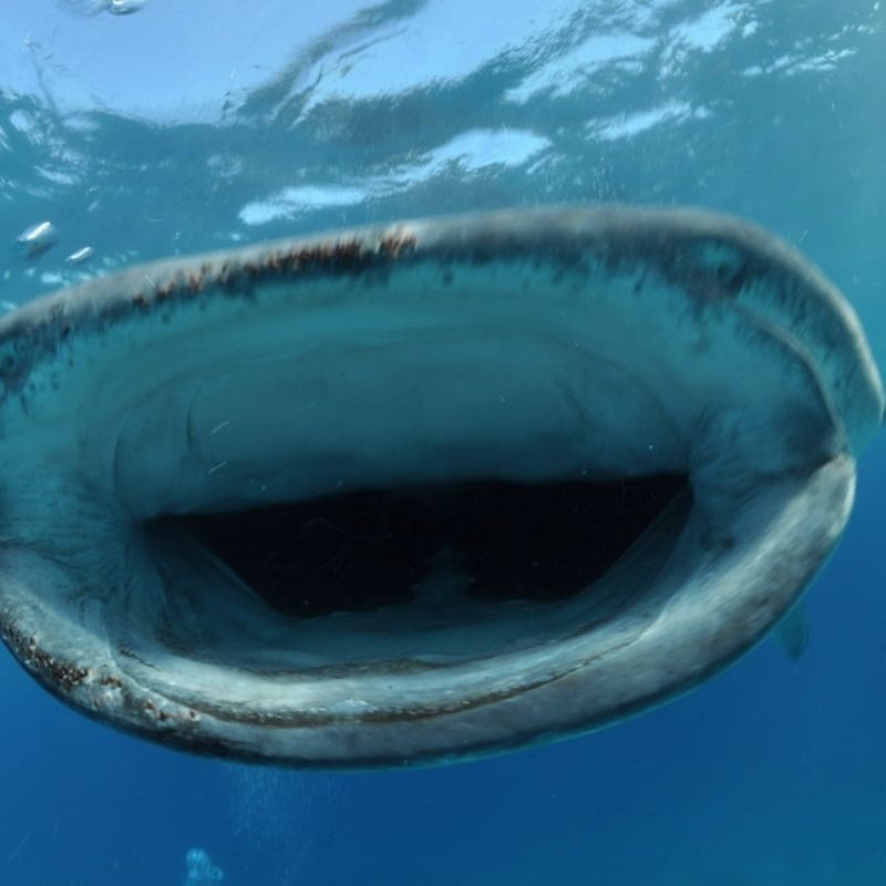 Oslob Whale Shark Special Day Trip
