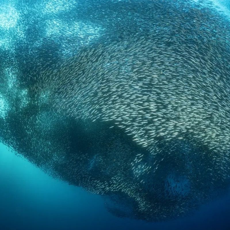 Moalboal to Sipalay Scuba Diving Safari