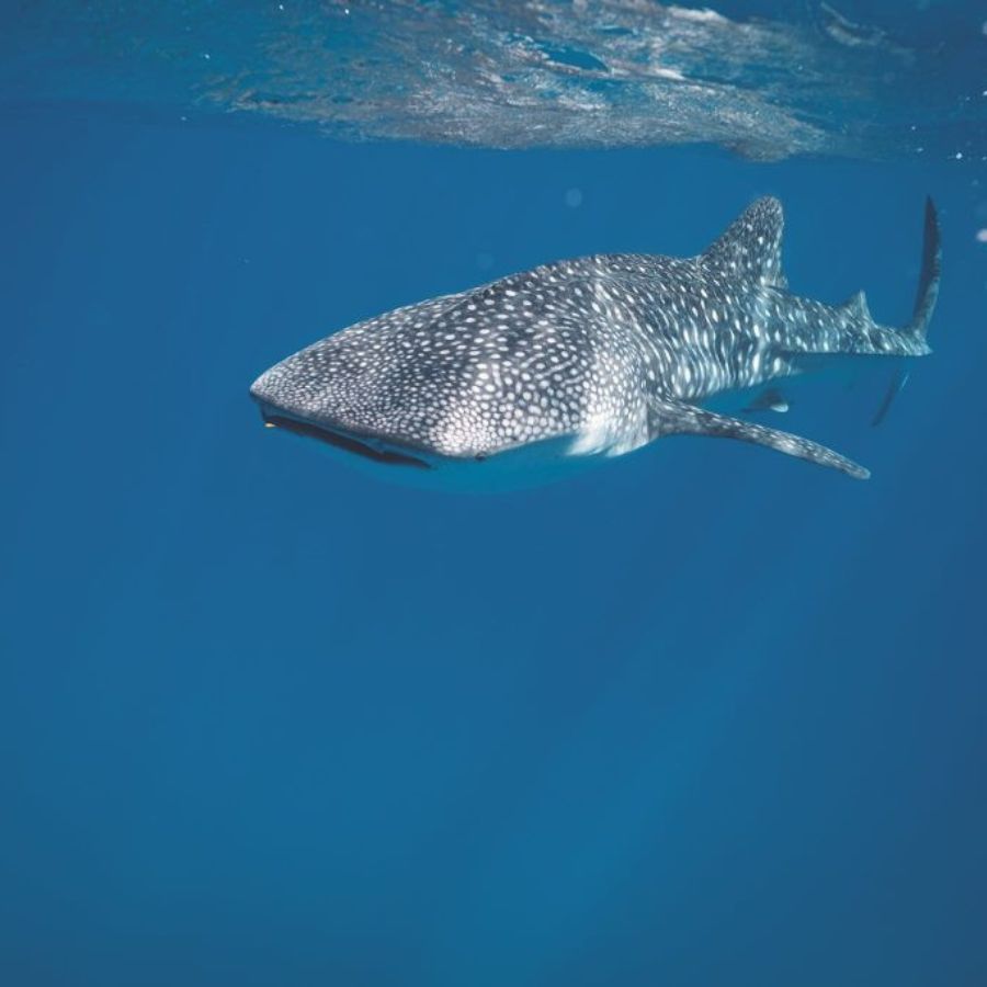 Tiger Sharks & Pelagic Encounter Scuba Diving Trip