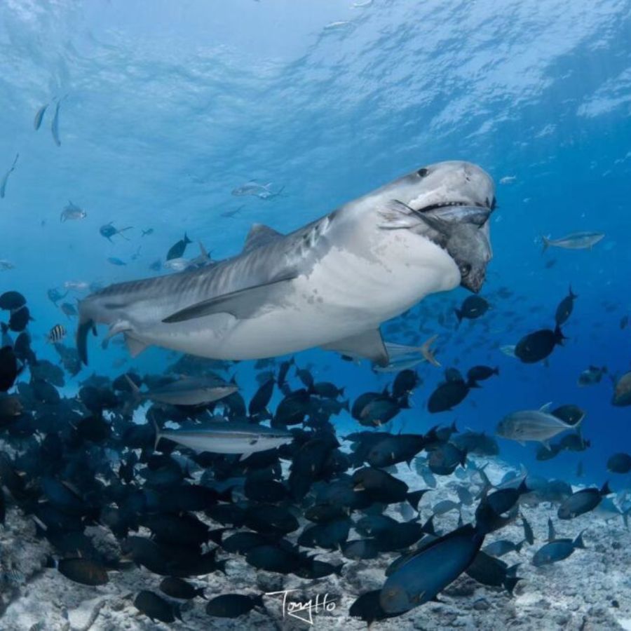 Tiger Sharks & Pelagic Encounter Scuba Diving Trip