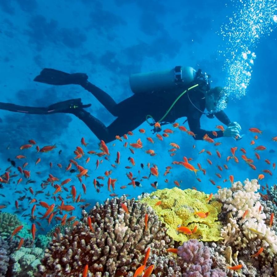 Tiger Sharks & Pelagic Encounter Scuba Diving Trip