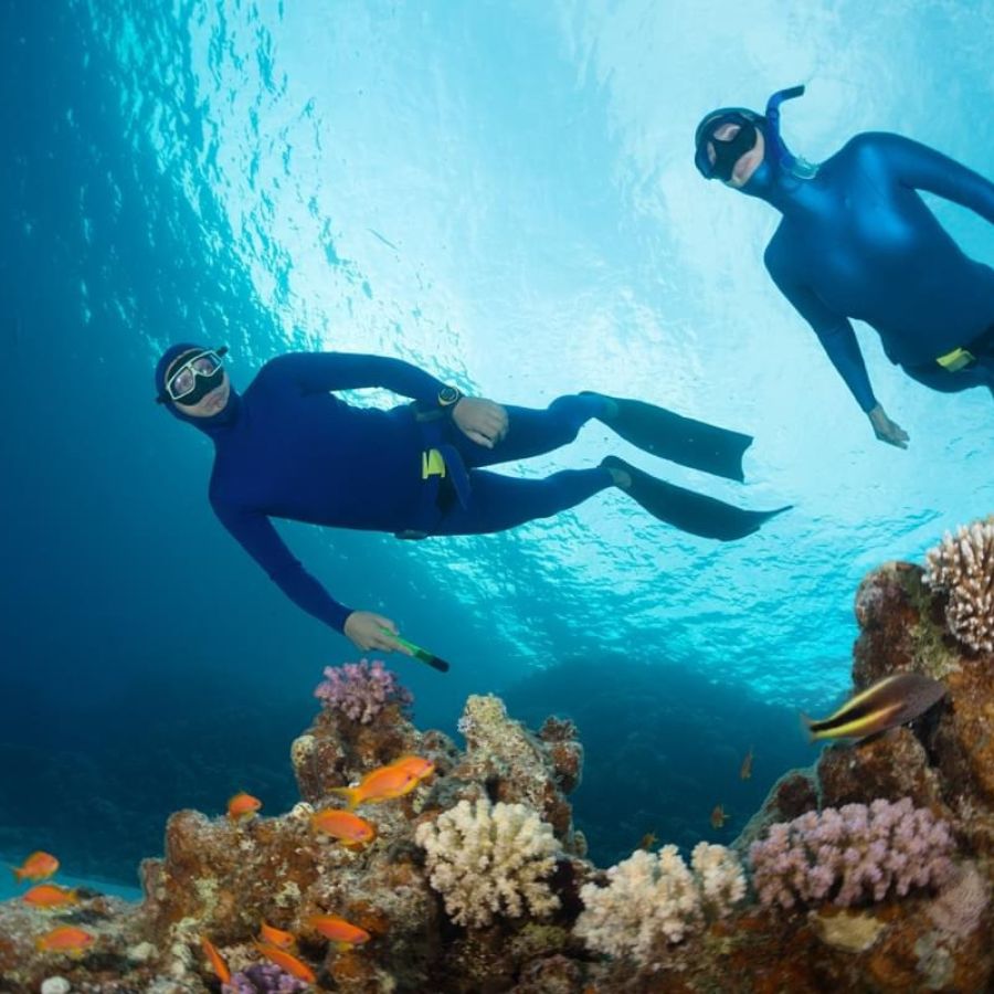 Tiger Sharks & Pelagic Encounter Scuba Diving Trip