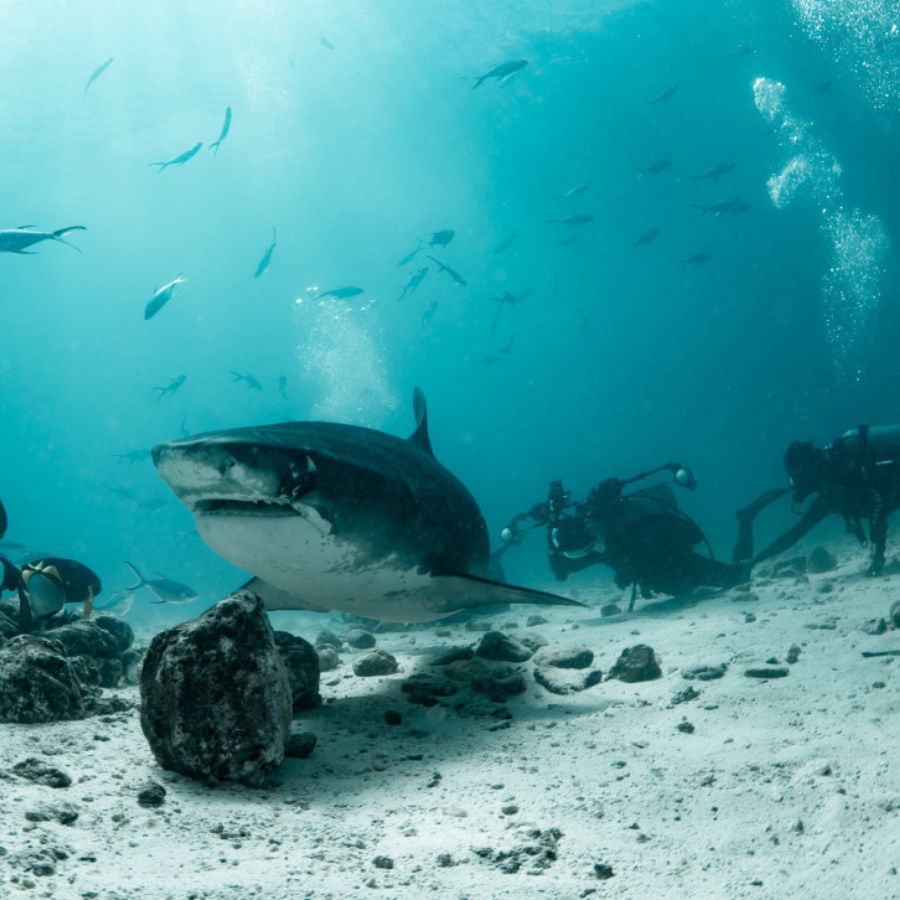 Tiger Sharks & Pelagic Encounter Scuba Diving Trip