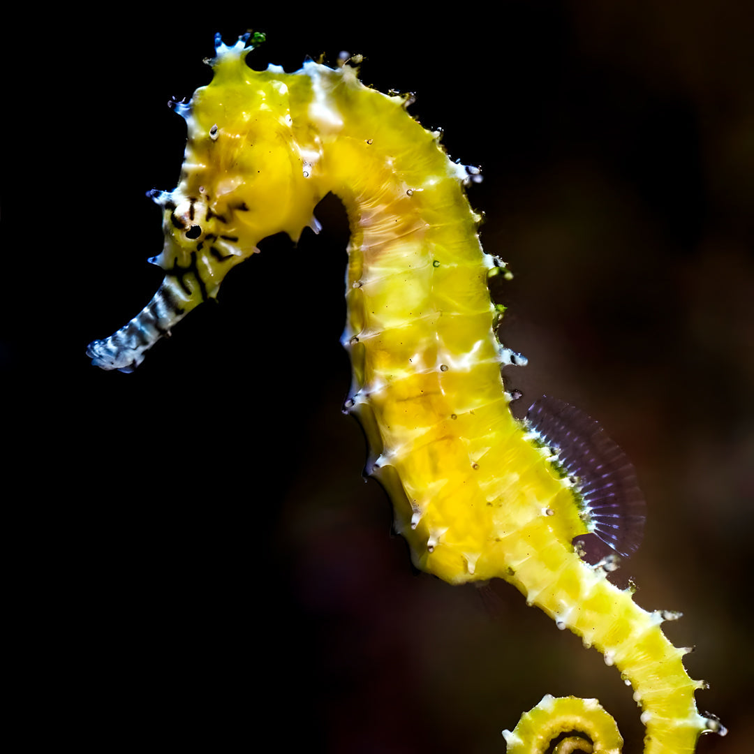 Koh Phi Phi Night Dive Adventure Barakuda Dive Phi Phi