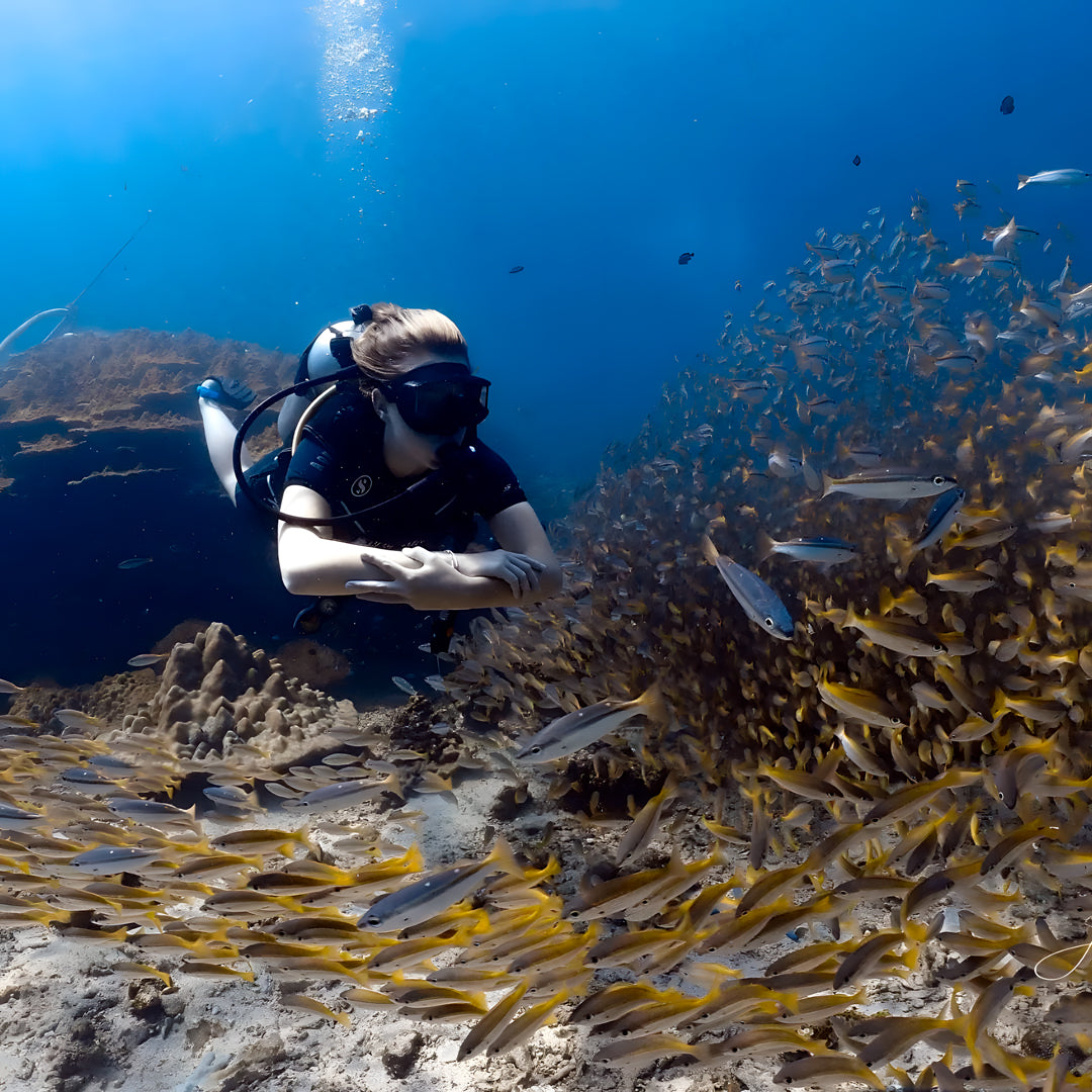 Kled Kaew Wreck & Marine Park Fun Dive Barakuda Dive Phi Phi