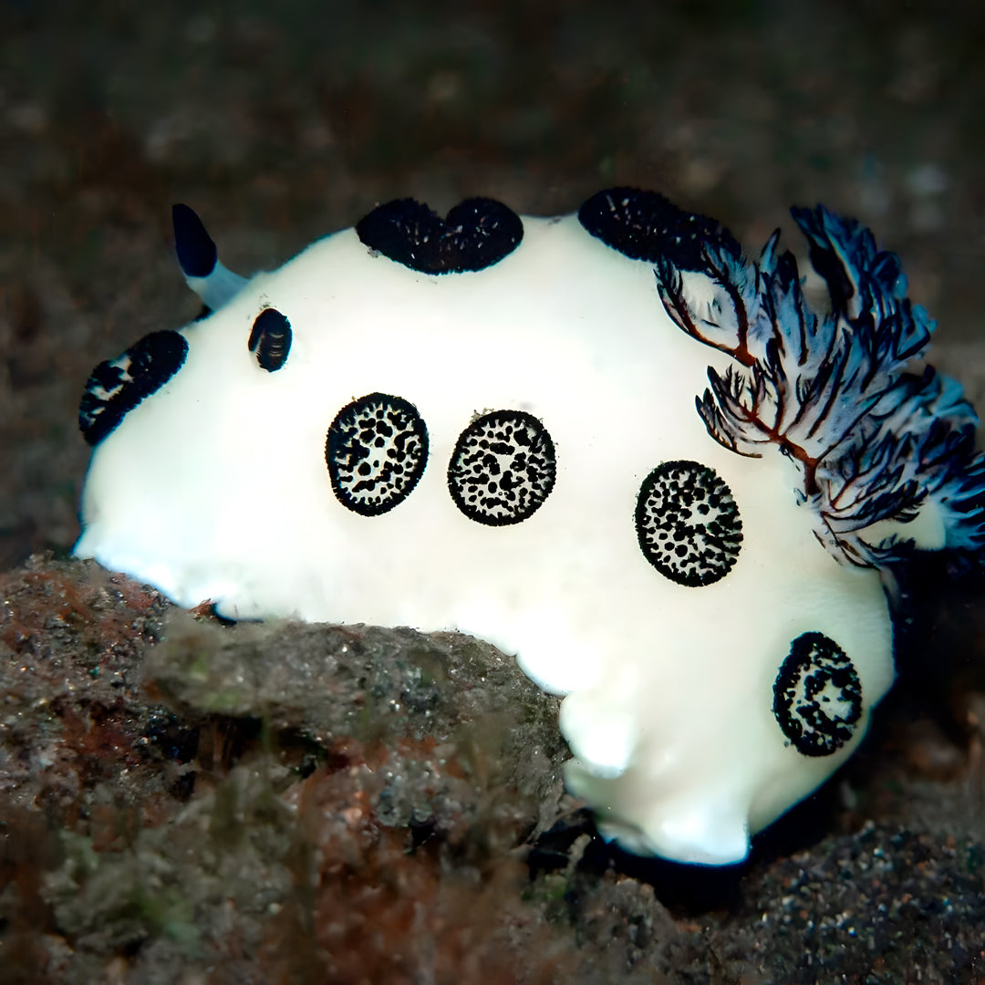 Koh Phi Phi Marine Park Fun Dive Barakuda Dive Phi Phi