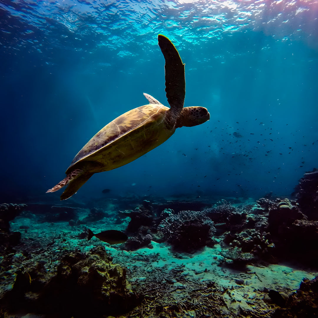 Koh Phi Phi Night Dive Adventure Barakuda Dive Phi Phi