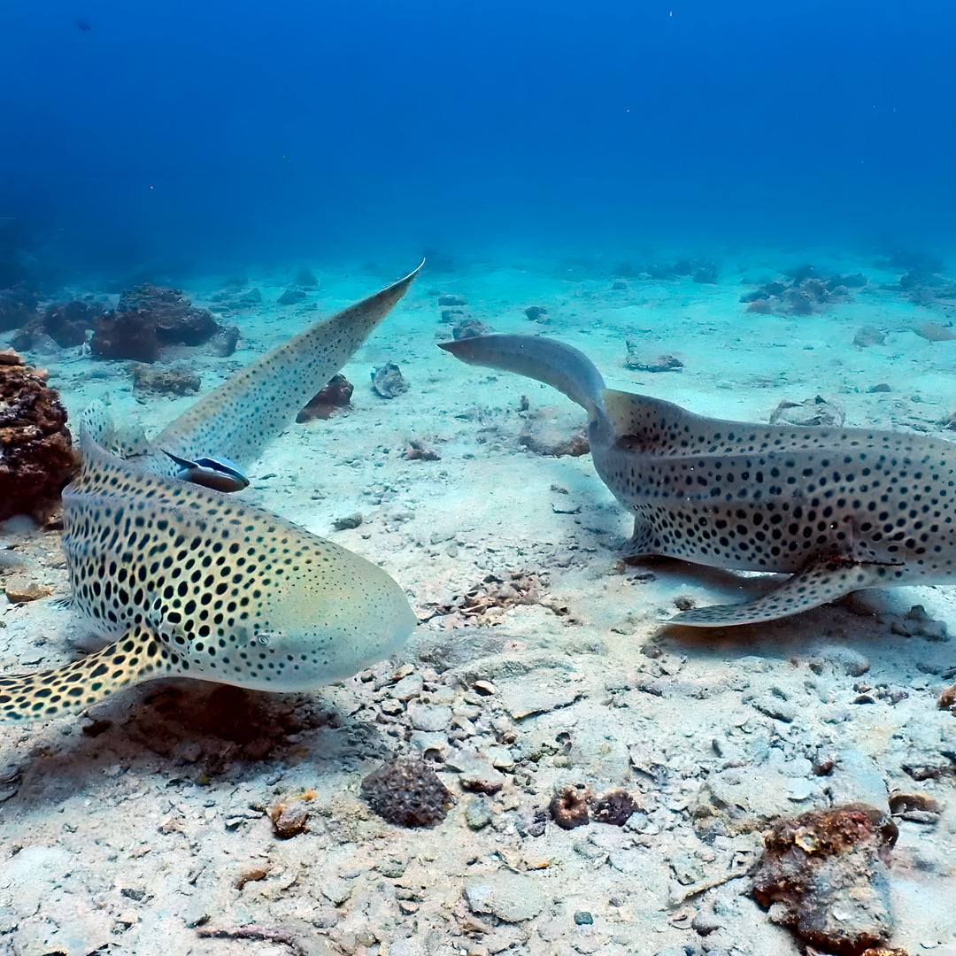 Kled Kaew Wreck & Marine Park Fun Dive Barakuda Dive Phi Phi