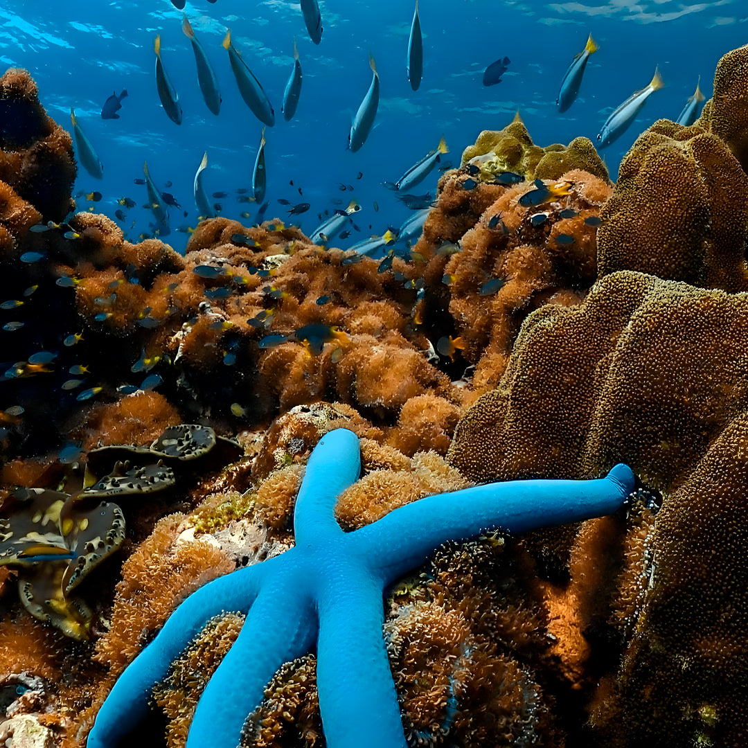Koh Phi Phi Night Dive Adventure Barakuda Dive Phi Phi