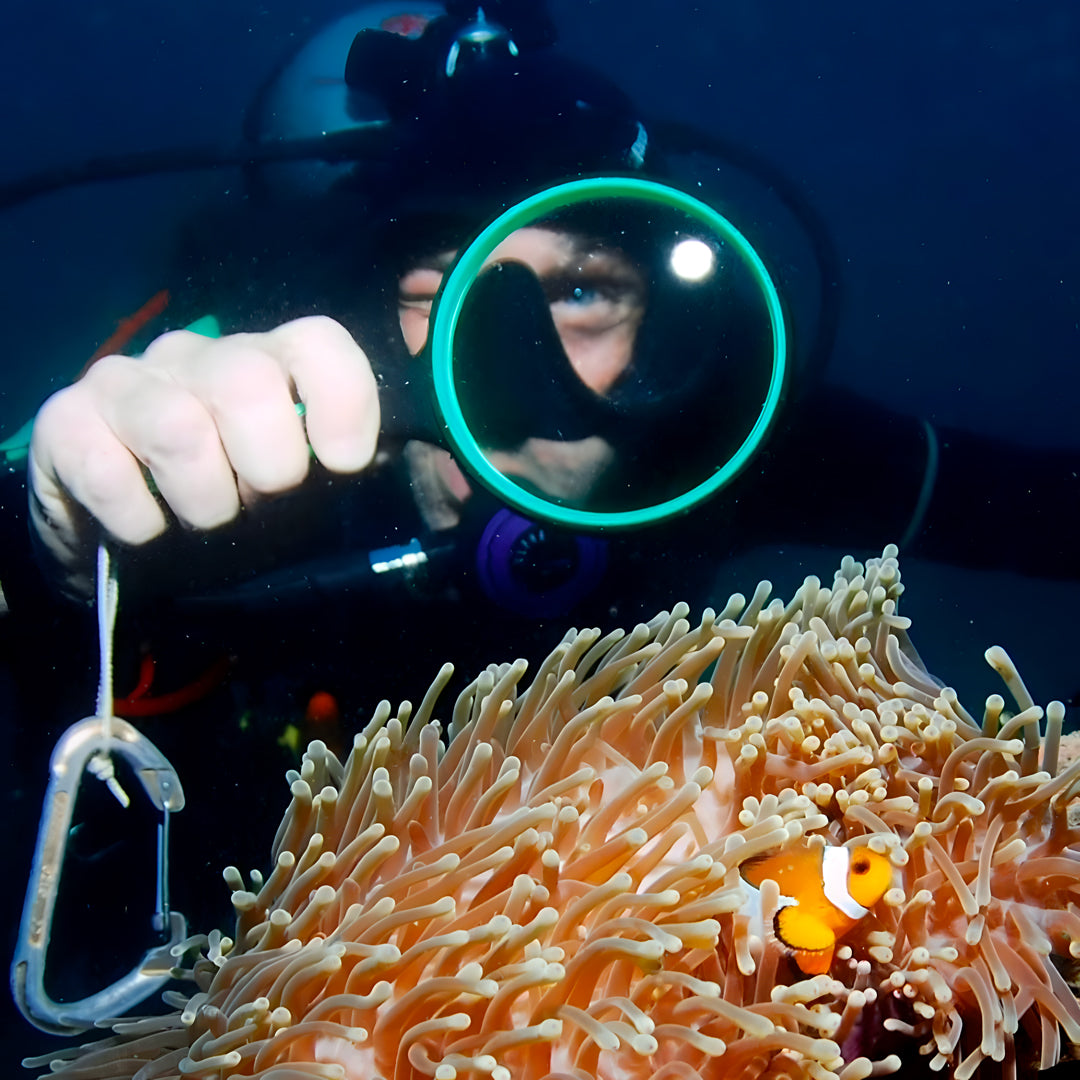 Koh Phi Phi Night Dive Adventure Barakuda Dive Phi Phi