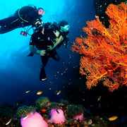 Koh Phi Phi Night Dive Adventure Barakuda Dive Phi Phi
