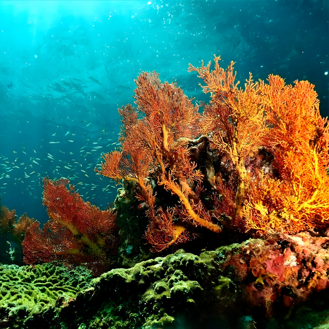 Koh Phi Phi Night Dive Adventure