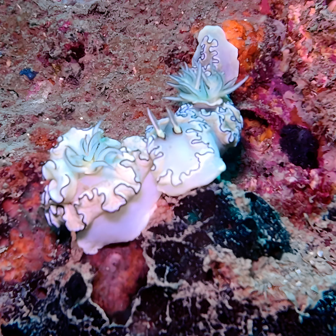 Koh Phi Phi Night Dive Adventure Barakuda Dive Phi Phi