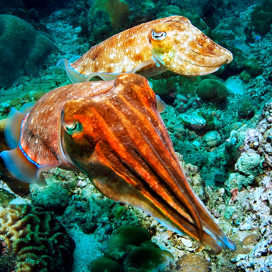 Koh Phi Phi Night Dive Adventure Barakuda Dive Phi Phi