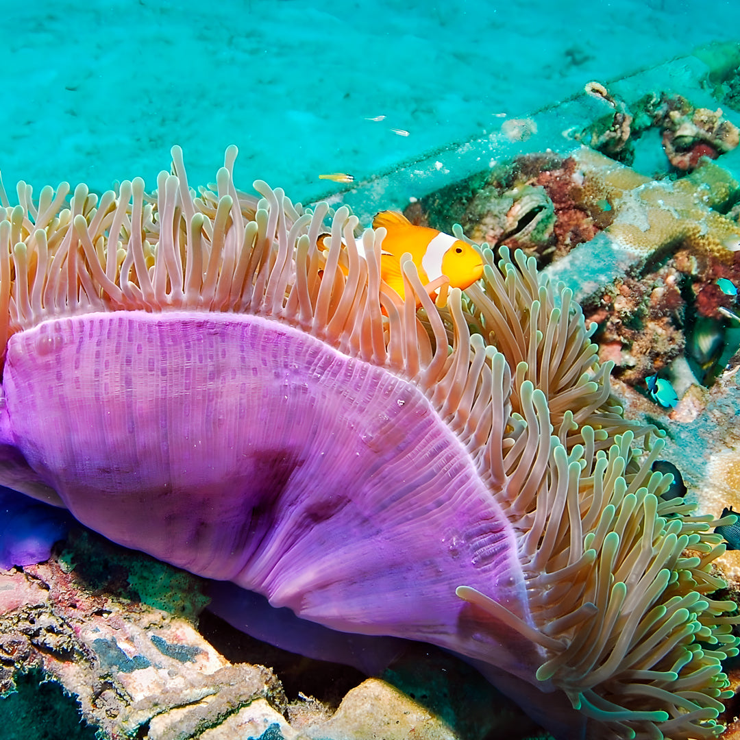 Koh Phi Phi Marine Park Fun Dive Barakuda Dive Phi Phi