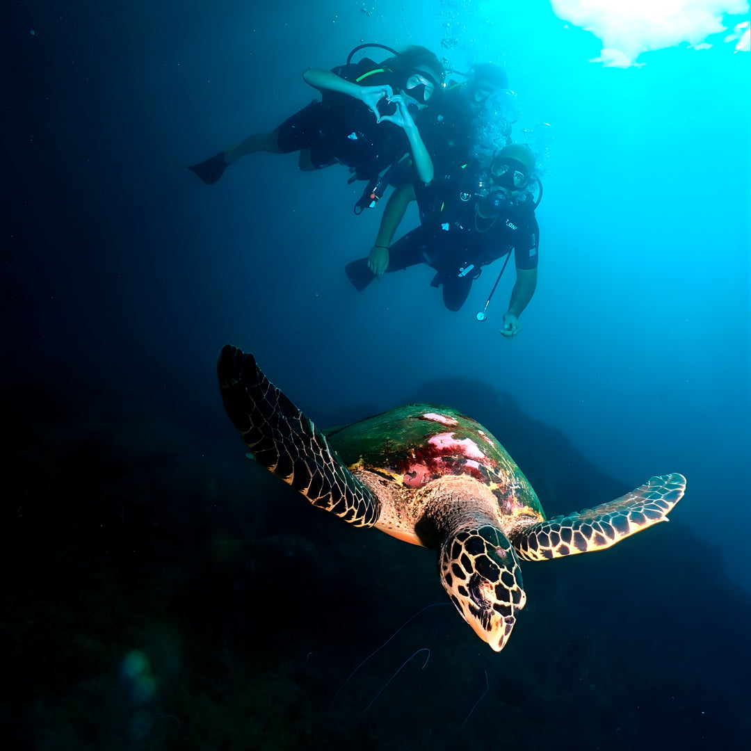 Koh Phi Phi Night Dive Adventure Barakuda Dive Phi Phi