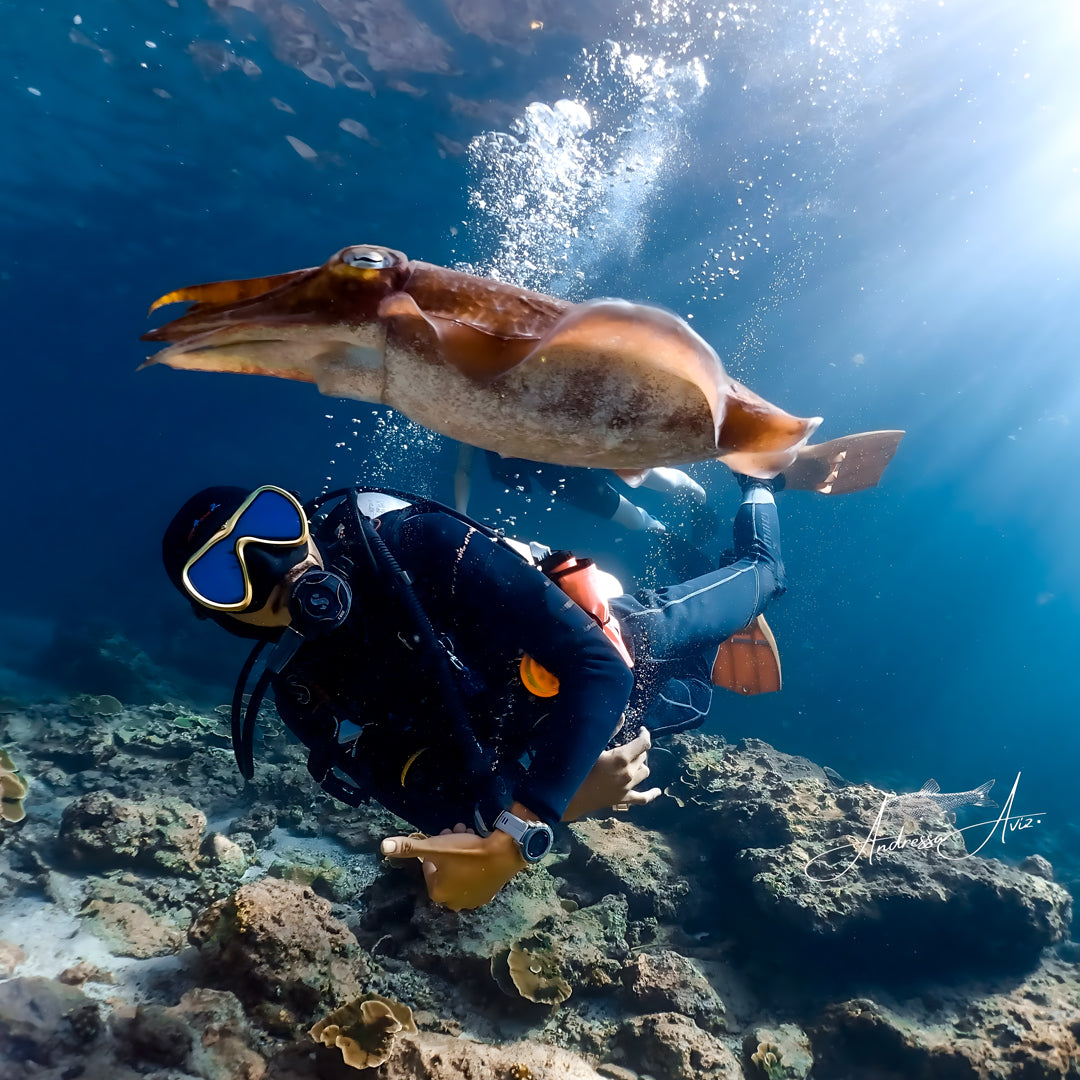Koh Phi Phi Marine Park Fun Dive