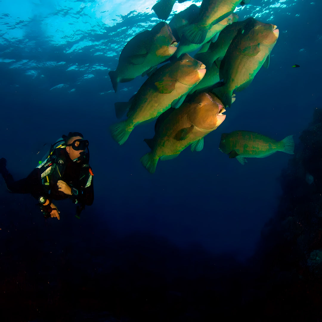 PADI Open Water Scuba Diving Course