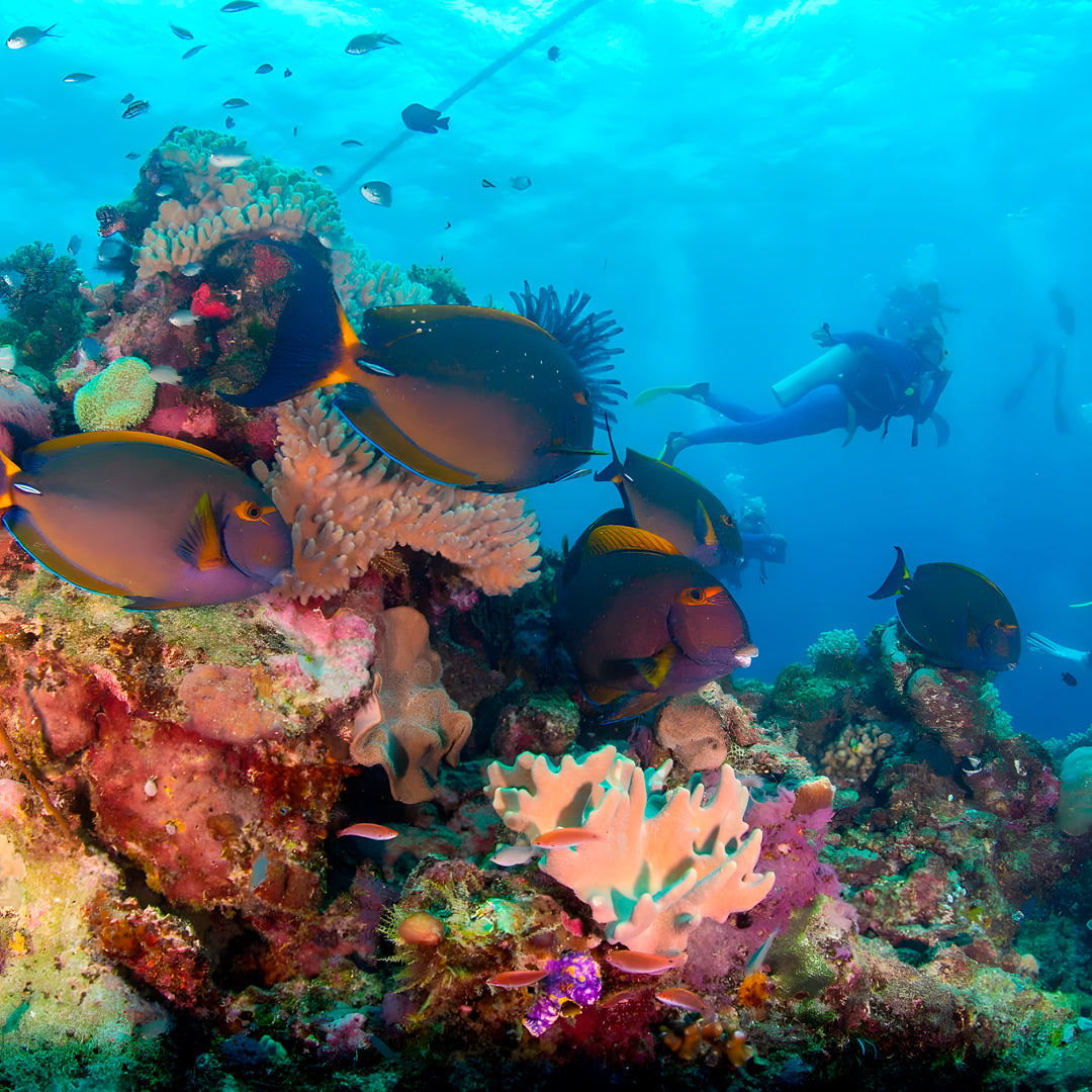 PADI Open Water Scuba Diving Course