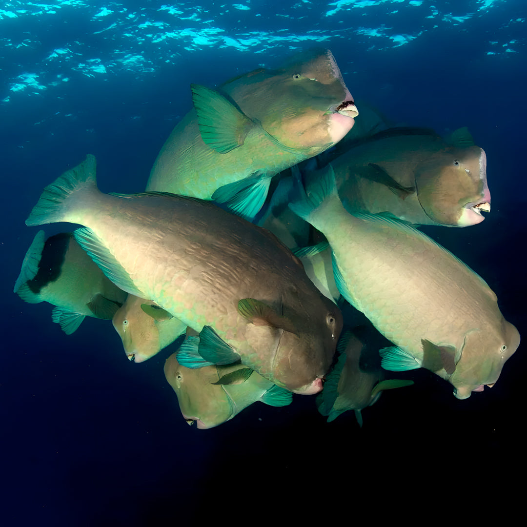Discovery Scuba Diving in Darwin