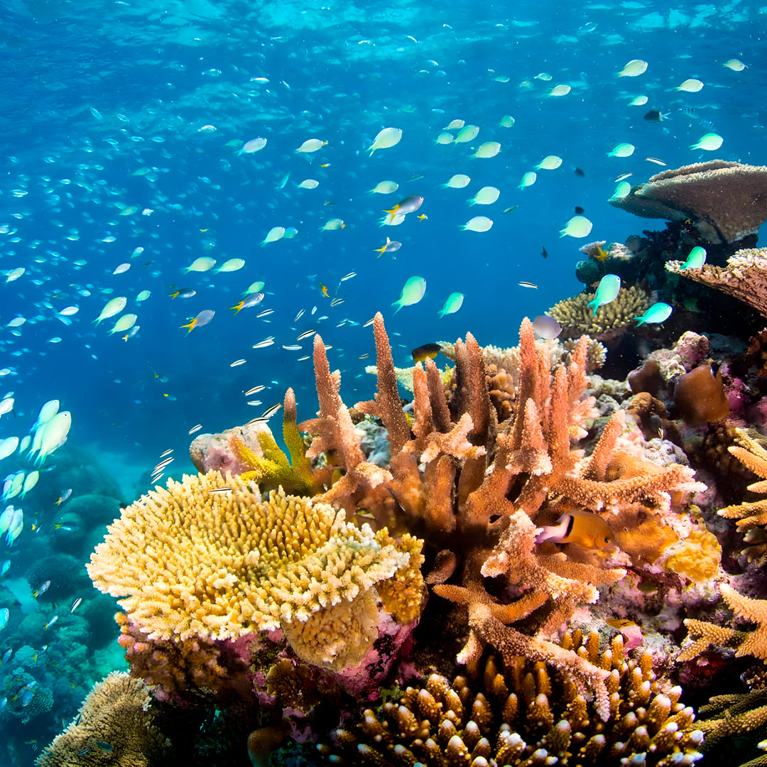 PADI Open Water Scuba Diving Course