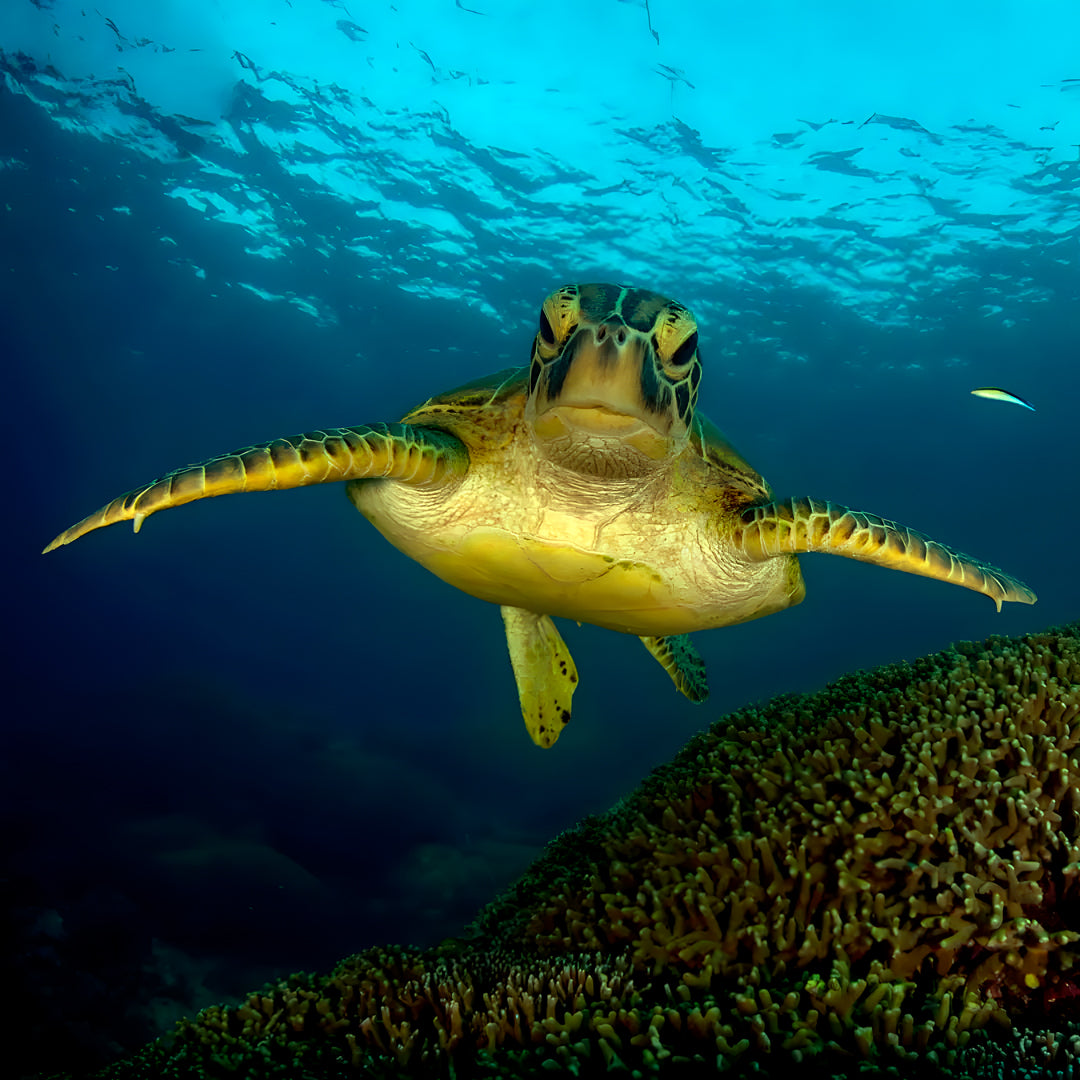 PADI Open Water Scuba Diving Course