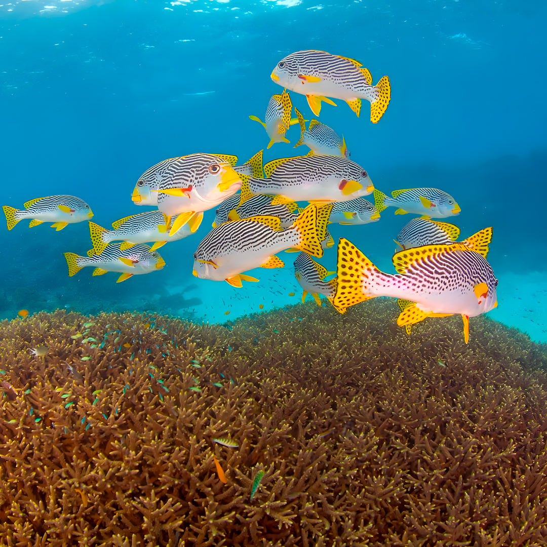Discovery Scuba Diving in Darwin
