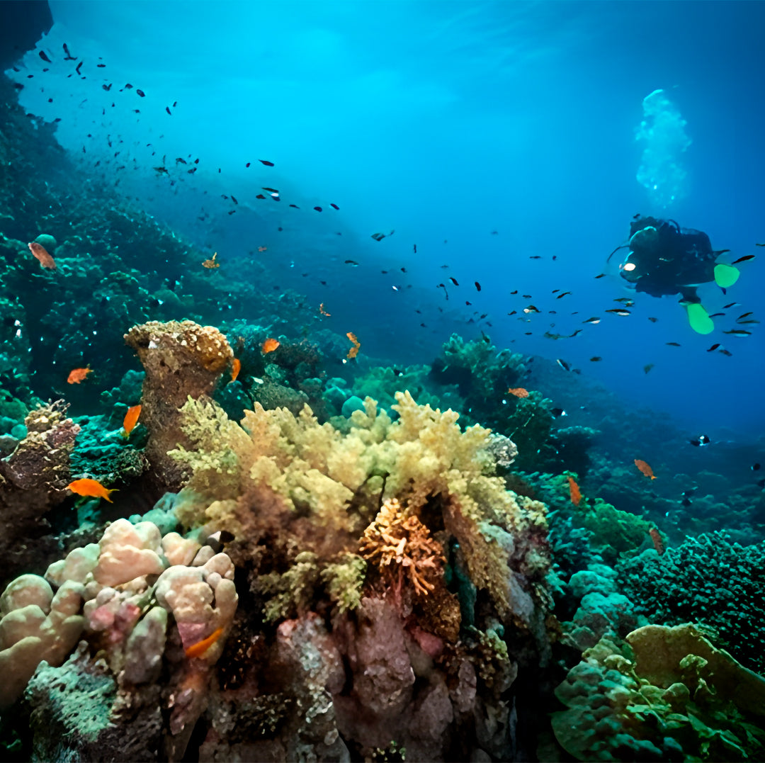 Discovery Scuba Diving in Darwin