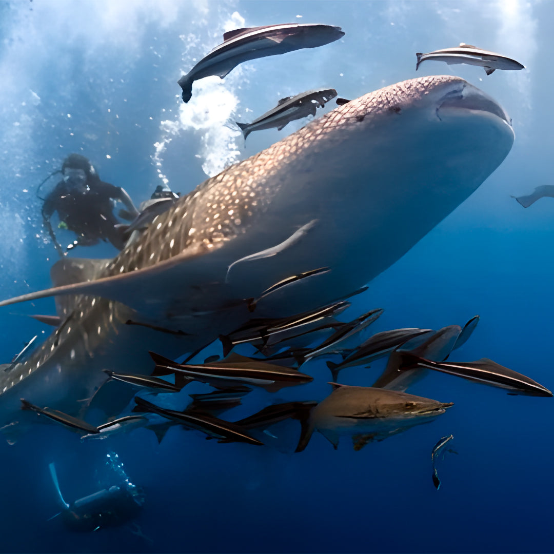 PADI Open Water Scuba Diving Course