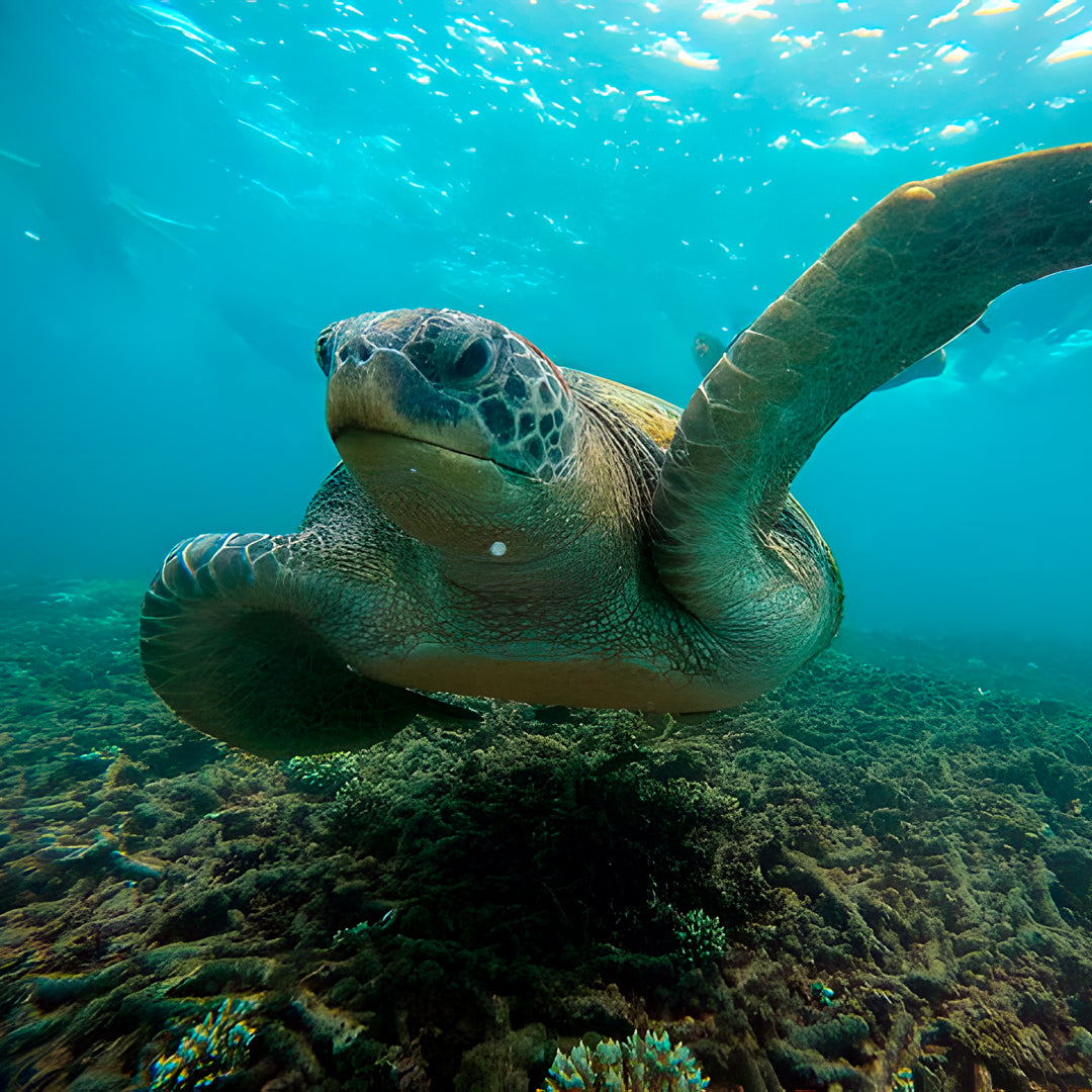 Open Water Dive Beginner Course Dowaan Diving