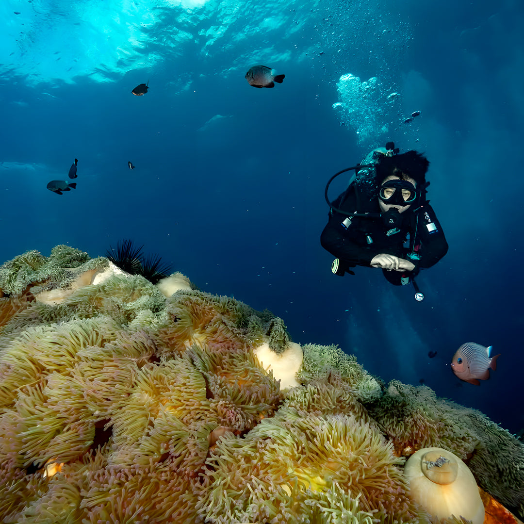 Open Water Dive Beginner Course Dowaan Diving