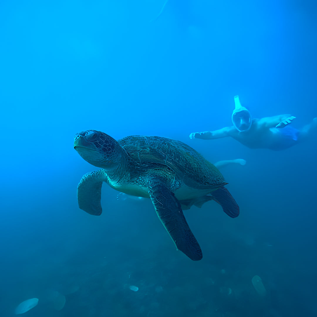 Open Water Dive Beginner Course Dowaan Diving