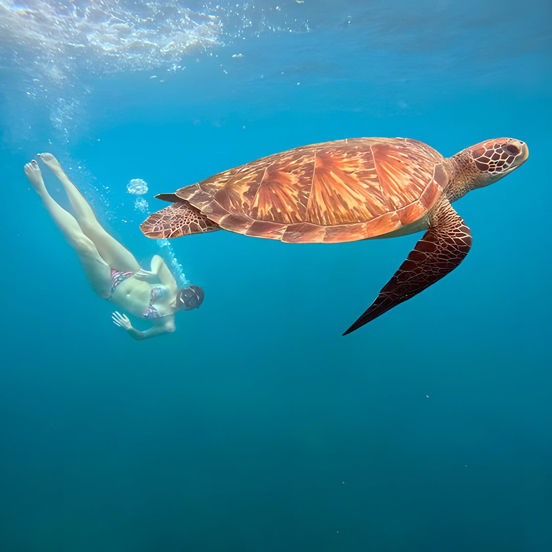 Open Water Dive Beginner Course Dowaan Diving