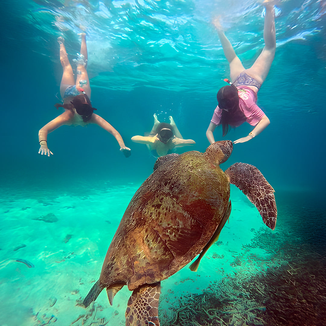 Open Water Dive Beginner Course Dowaan Diving