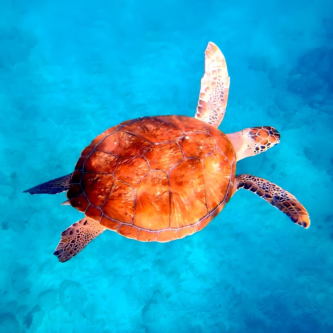 Discover Scuba Diving in Sesimbra