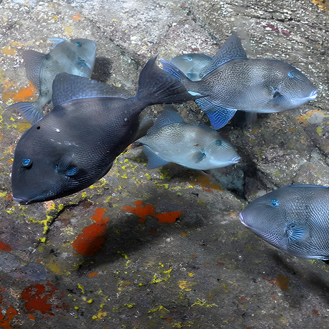 Discover Scuba Diving in Sesimbra
