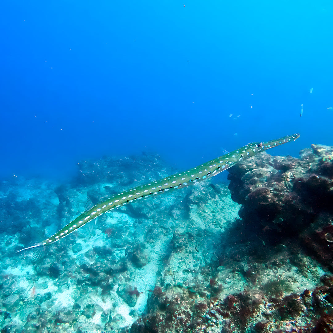Discover Scuba Diving in Sesimbra