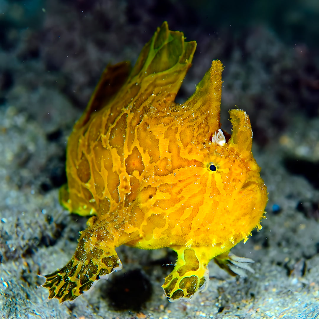 Discover Scuba Diving in Sesimbra