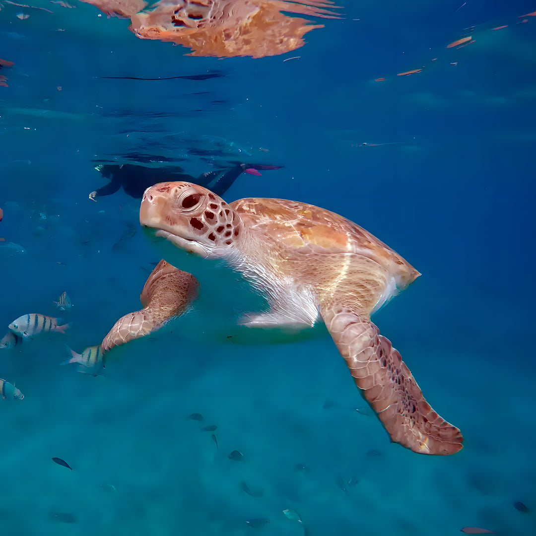 Discover Scuba Diving in Sesimbra