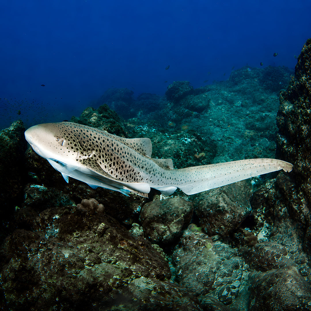 Hin Daeng Scuba Fun Diving Hidden Depths Diving