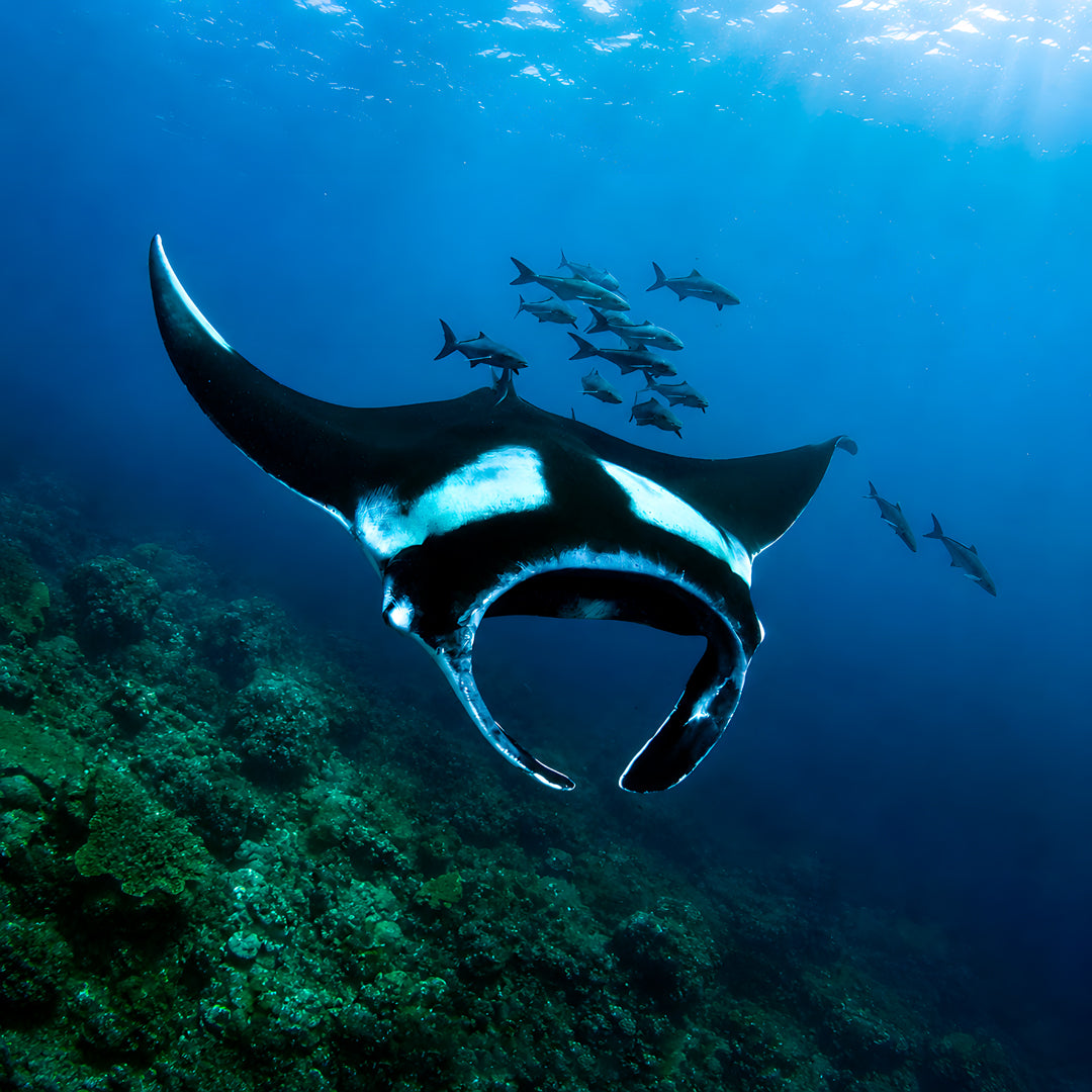 Koh Lanta Scuba Fun Diving Hidden Depths Diving