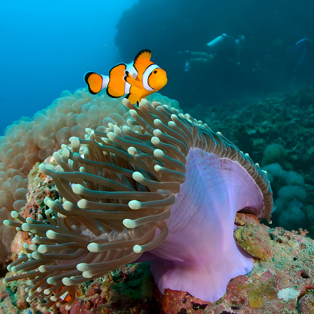 Hin Daeng Scuba Fun Diving Hidden Depths Diving