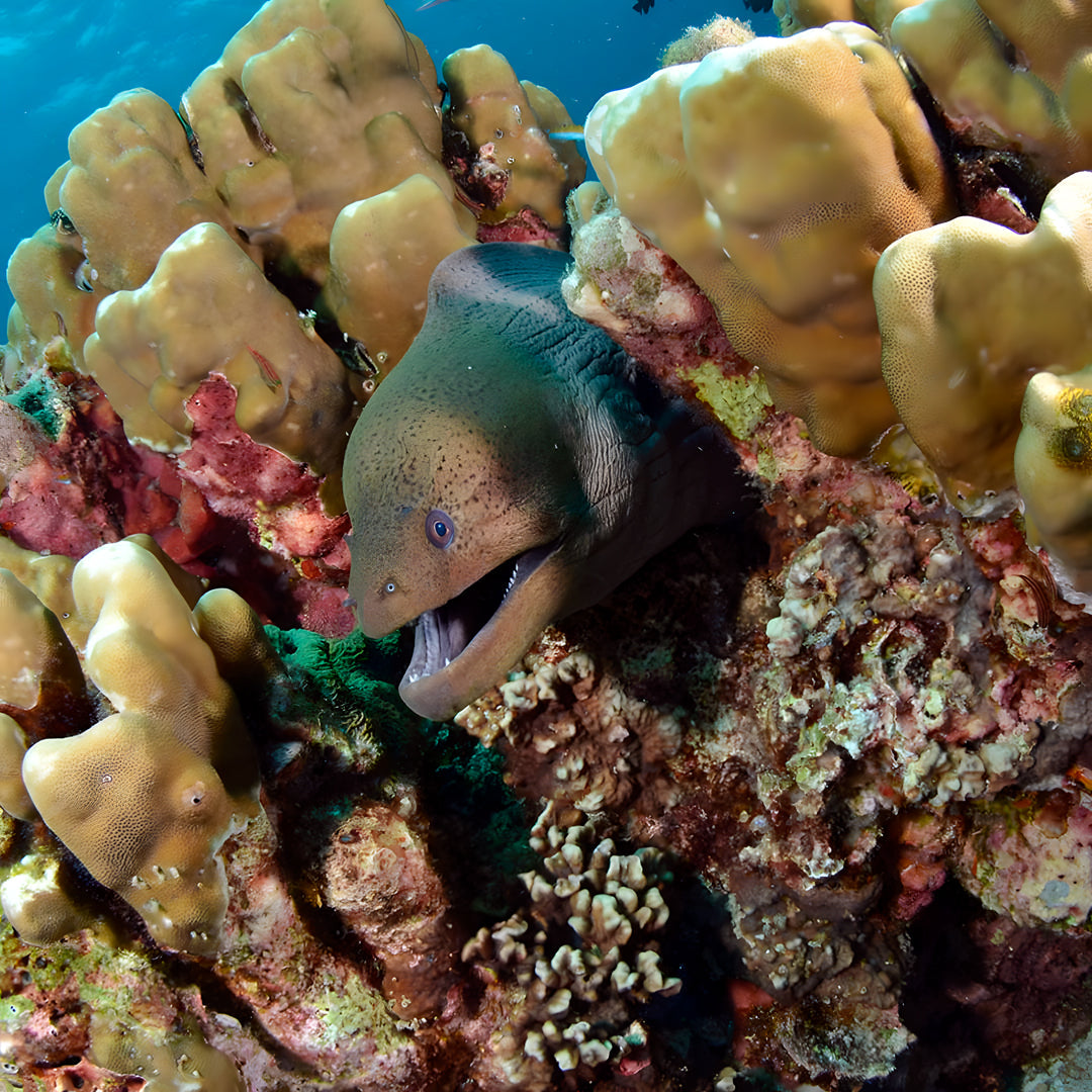 Hin Daeng Scuba Fun Diving Hidden Depths Diving