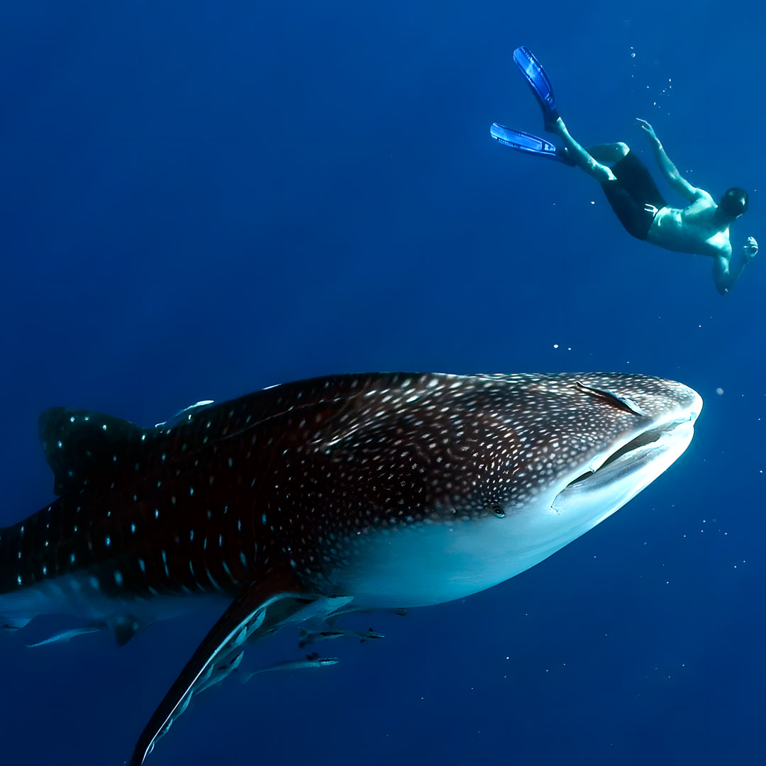 Koh Lanta Scuba Fun Diving Hidden Depths Diving