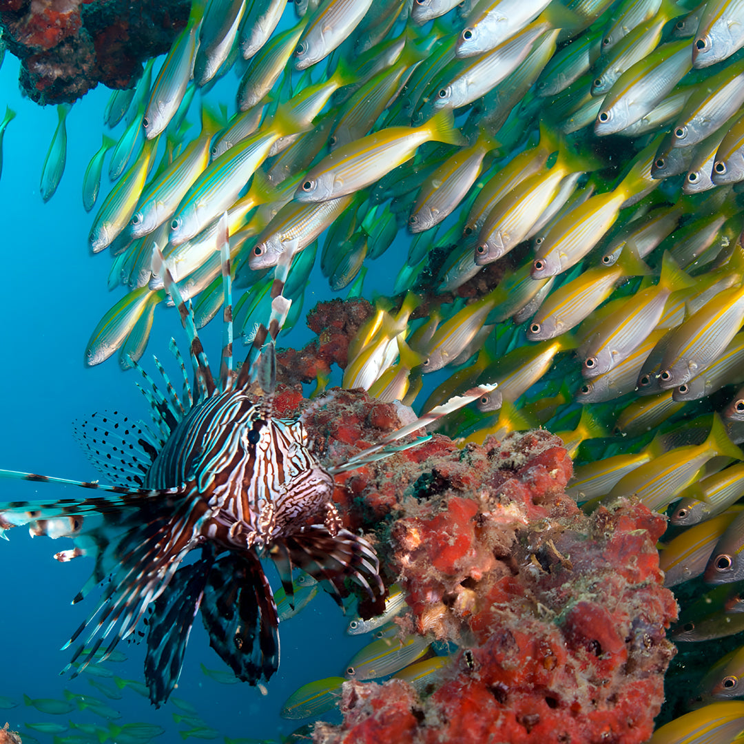 Hin Daeng Scuba Fun Diving Hidden Depths Diving