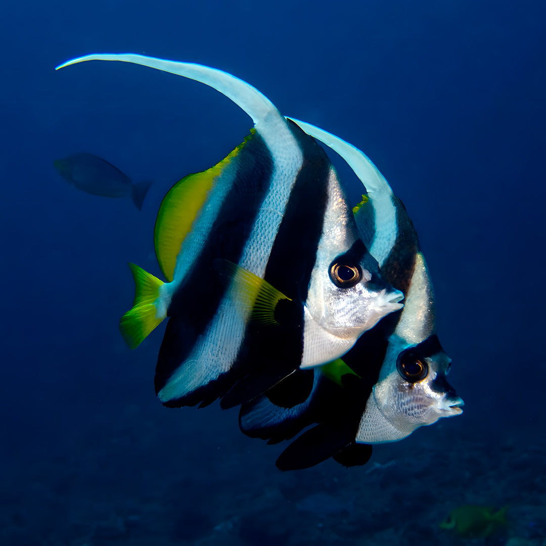Hin Daeng Scuba Fun Diving Hidden Depths Diving