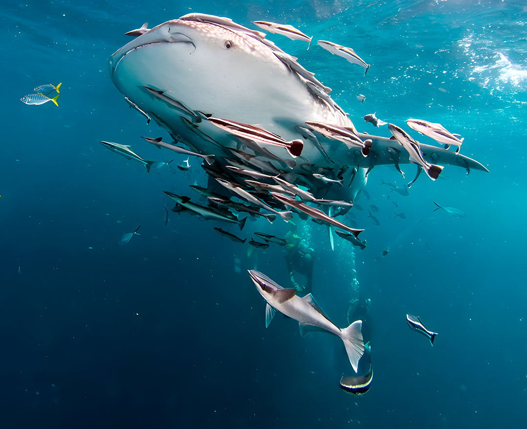 Hin Daeng Scuba Fun Diving Hidden Depths Diving