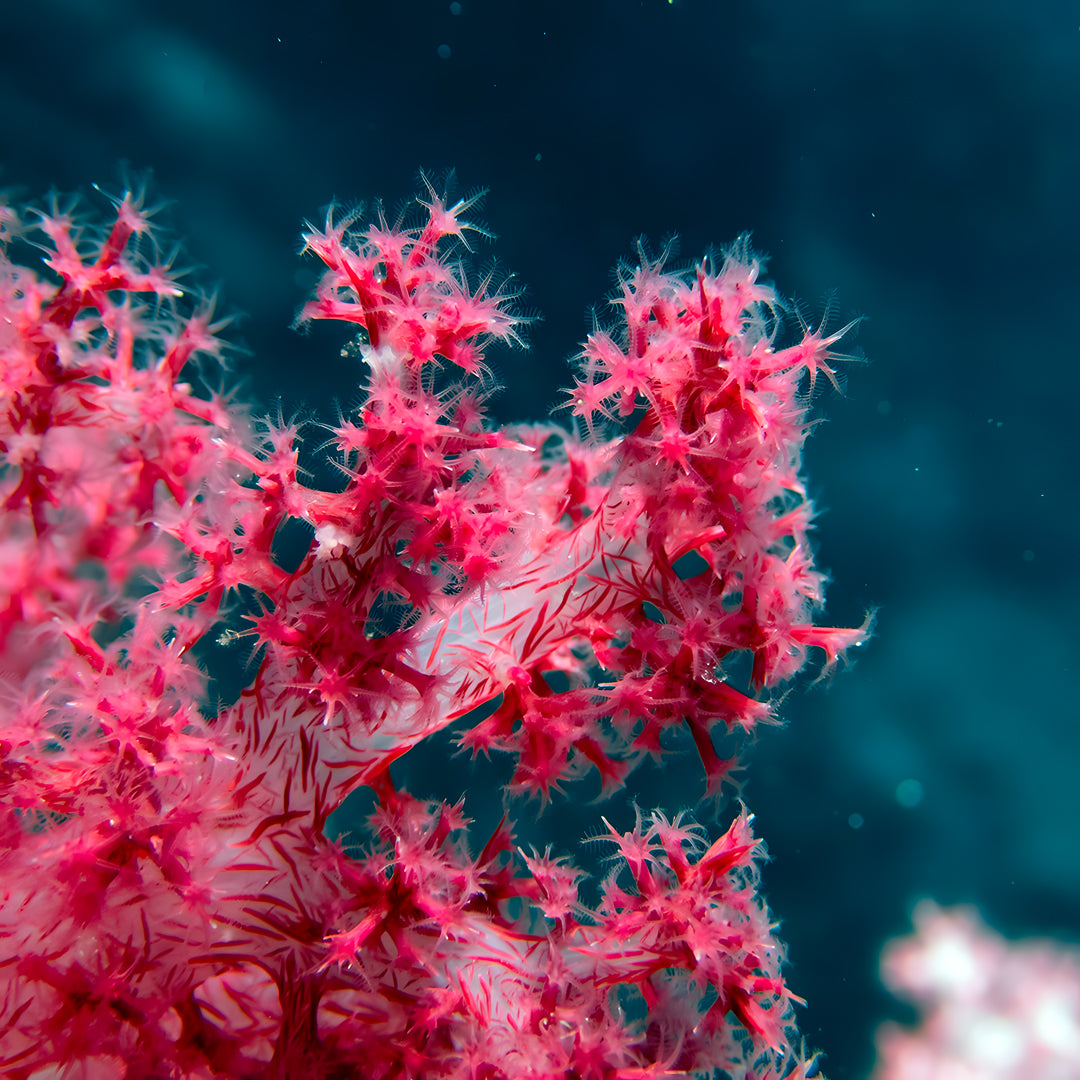 Hin Daeng Scuba Fun Diving Hidden Depths Diving
