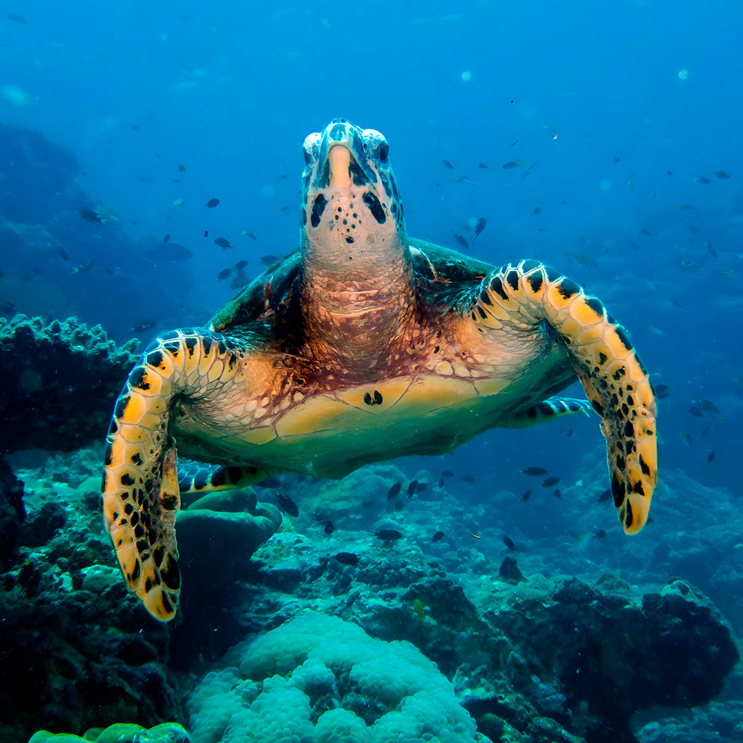 Koh Lanta Scuba Fun Diving Hidden Depths Diving