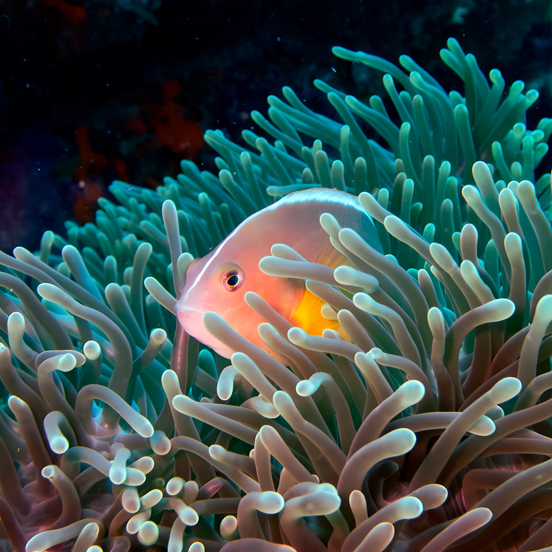 Hin Daeng Scuba Fun Diving Hidden Depths Diving